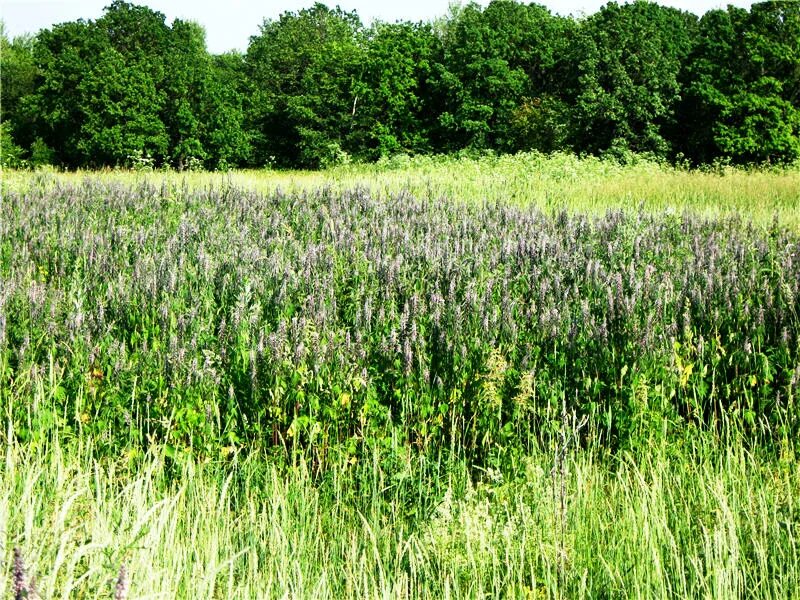 на каких полях не растет трава. рулонный газон мятлик. полевые травы. мятлик и овсяница газон. прорастание газона.