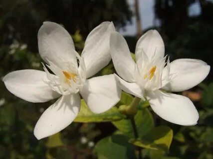 Common plants