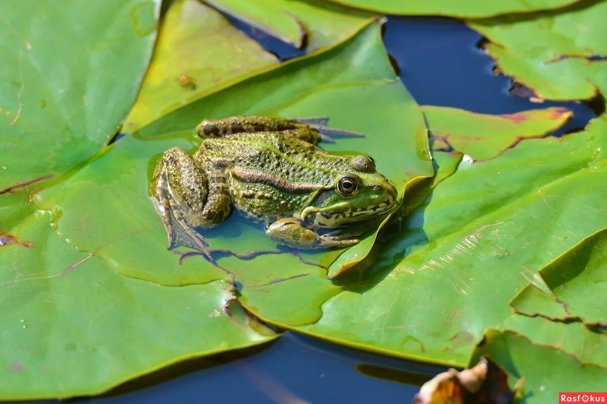 The Frogs and Toads of North America Frog, Frog and toad, Frog species