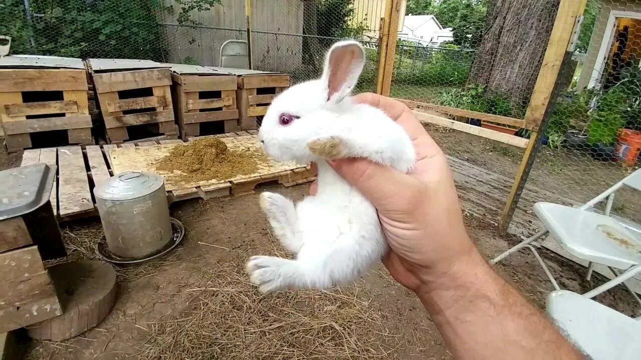 Какие кролики видео