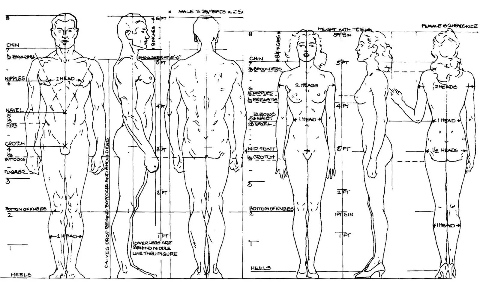 Полная информация о профиле человека. Пропорции тела мужчины и женщины Эндрю Лумис. Соотношение пропорций тела человека. Пропорции тела мужчины для рисования. Антропометрия пропорции тела человека.
