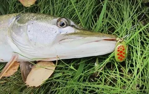 Приманки на щуку осенью на реках