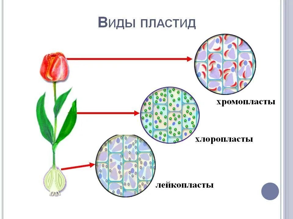 Формы пластид. Пластиды хлоропласты хромопласты лейкопласты. хлоропласты хромопласты лейкопласты. 3 типа пластид.