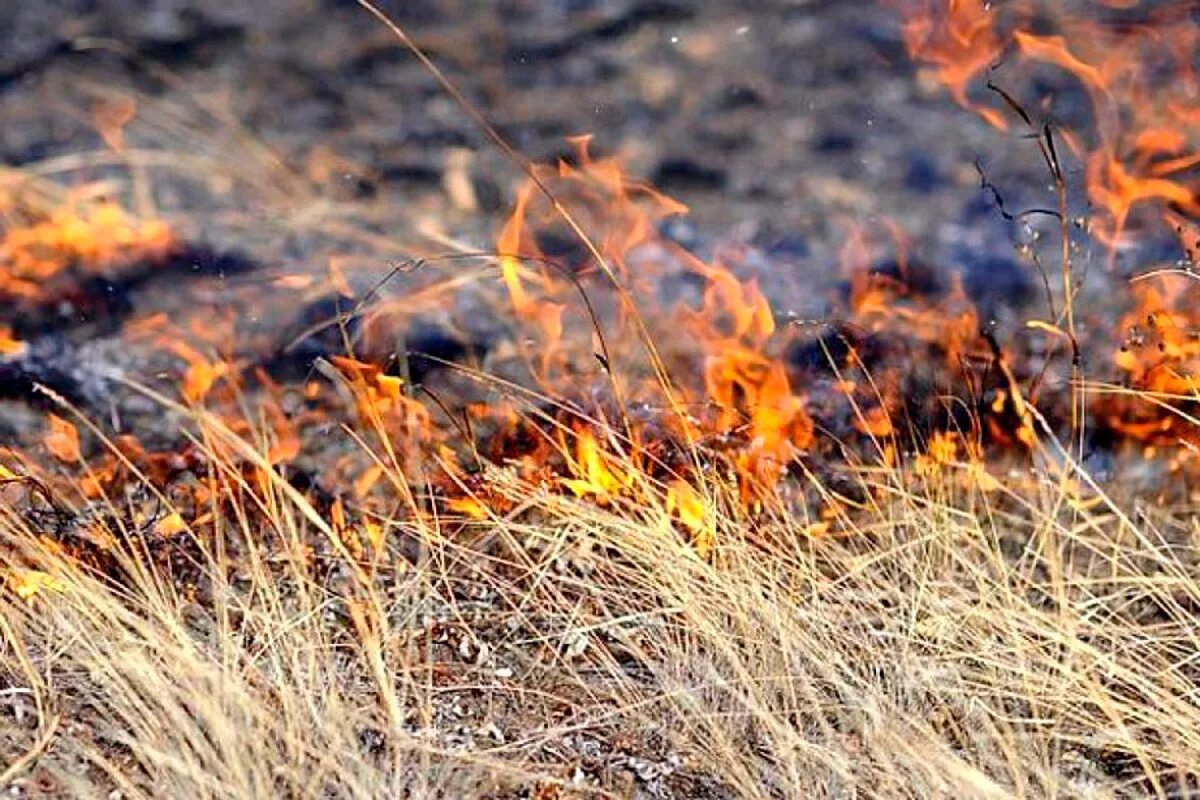 Пал огня. Горящая сухая трава. Горит сухая трава. Природные пожары. Лесные и степные пожары.