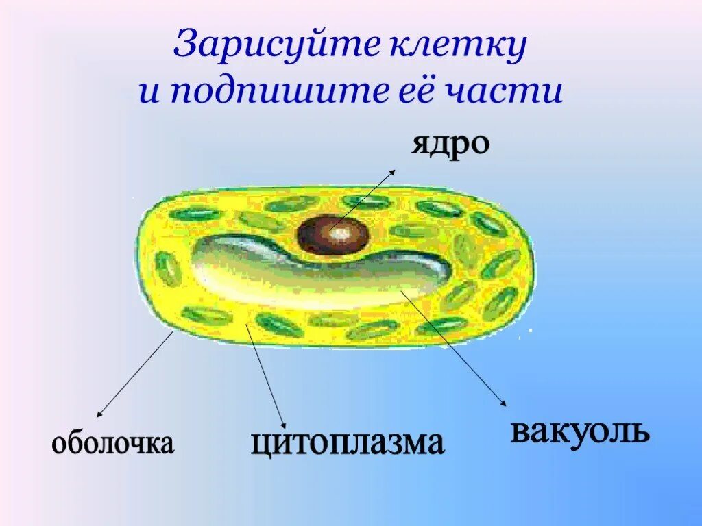Клетка 5. Строение клетки ядро цитоплазма. Ядро мембрана и цитоплазма главные части клетки. Оболочка ядро цитоплазма главные части клеток. Строение клетки ядро цитоплазма мембрана.