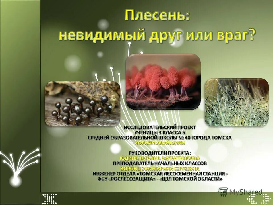 мукормикоз черная плесень. плесень аллерген. плесень аллерген. плесень аллерген. аллергия на плесневые грибы.