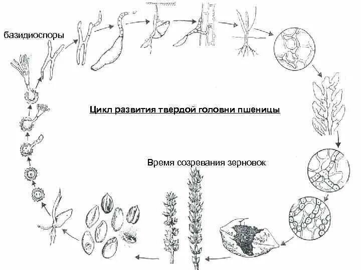 Как происходит размножение и развитие головней