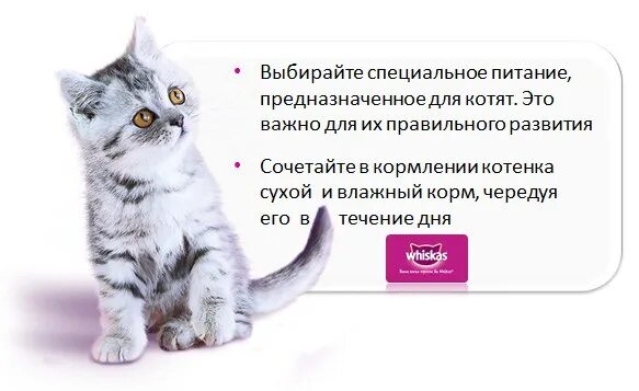 Можно ли давать кошкам детское питание. Можно ли кормить кошку сухим и влажным кормом одновременно. кормленный утром котенок как пишется. какова кота выбы выбрали. ветеринары рекомендуют сочетать влажный и сухой.