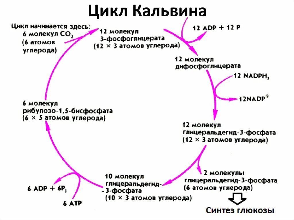 Этап или стадия 3. Цикл Кальвина и цикл Кребса. Цикл Кальвина в фотосинтезе. Цикл Кальвина в фотосинтезе схема. Темновая фаза фотосинтеза цикл Кальвина.