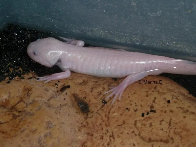 Иглистый тритон альбинос. Тритон испанский альбинос. Обыкновенный тритон. Обыкновенный тритон (triturus vulgaris). Обыкновенный тритон.