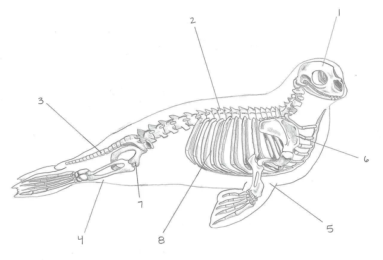Мышцы беспозвоночных. Ластоногие строение конечностей. Строение ластоногих скелет. Отряд ластоногие скелет. Строение скелета тюленя.