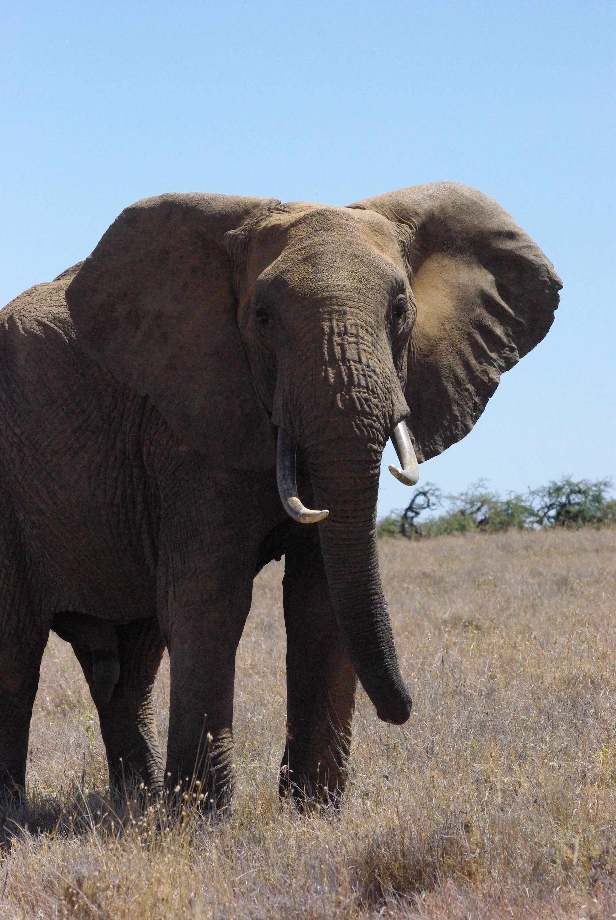 Слон. Слон фото. Слоны фото. Африканский слон. Elephants time