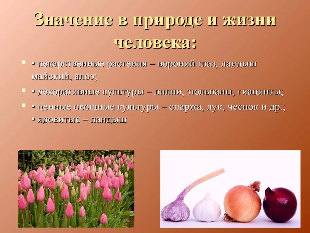 Какое значение покрытосеменных. Лилейные в природе и жизни человека. роль покрытосеменных в природе. семейство лилейные значение. значение тюльпана в природе.