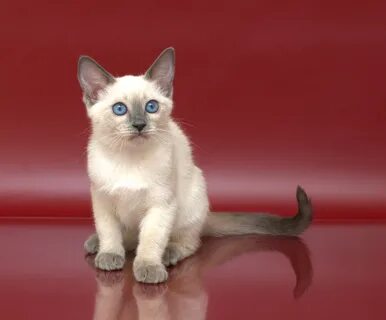 Питомник тайских кошек