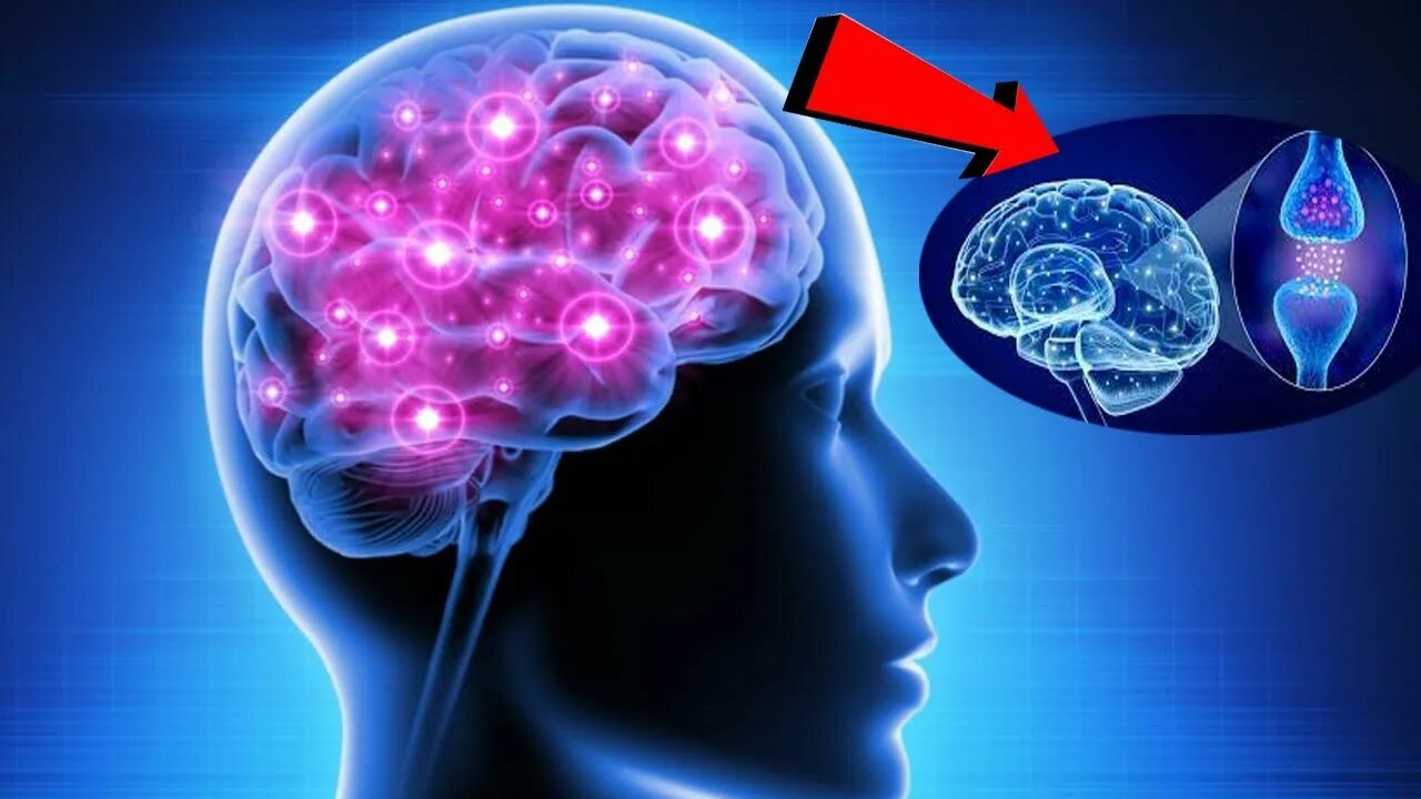 The brains video