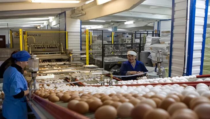 Белавинская птицефабрика. Бройлеры на фабрике. Уральская птицефабрика. Птицеферма ставрополь. Красная поляна птицефабрика.