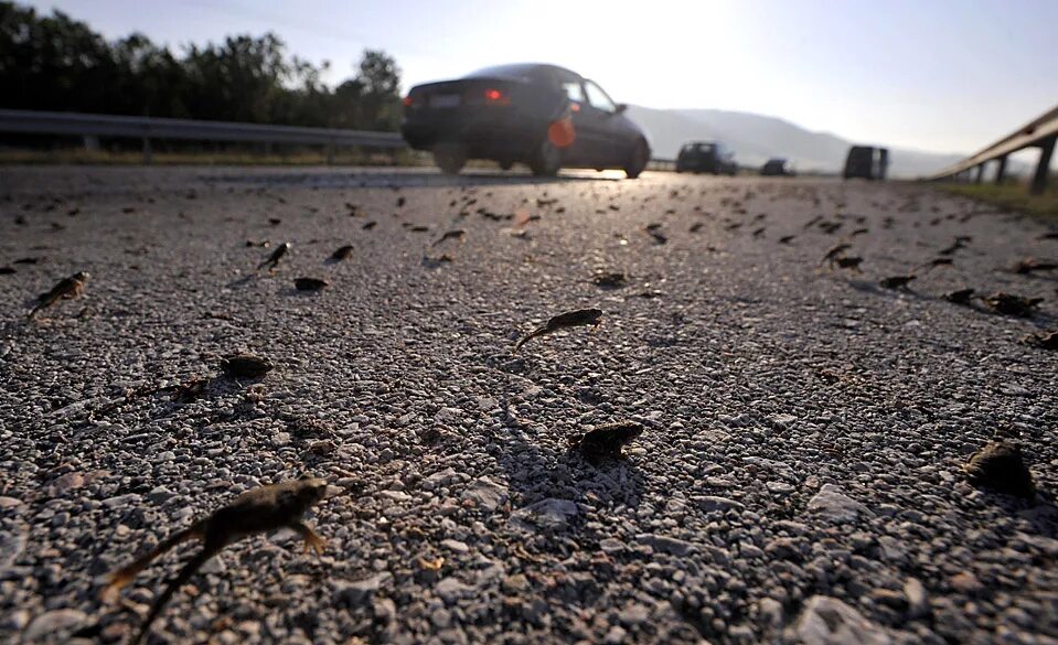 Стая птиц. Дождь из животных. Паучий дождь в австралии. В городе йоро гондурасе рыбный дождь. Дождь из котов.
