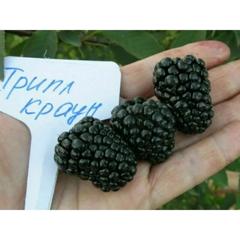 Трипл краун отзывы. Ежевика «трипл краун (тройная корона)». ежевика трипл краун куст. трипл краун ежевика описание.