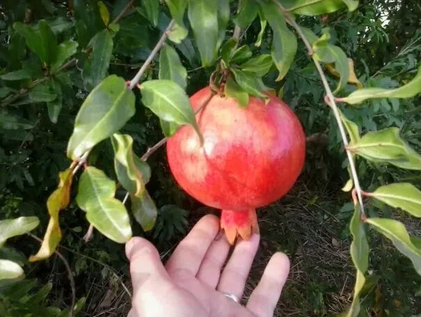 Гранат саженец купить