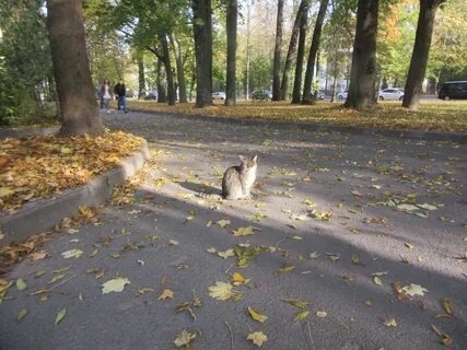 Листопад 11