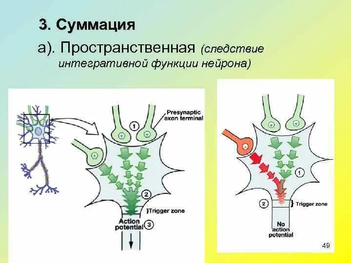 Свойства и функции нейронов