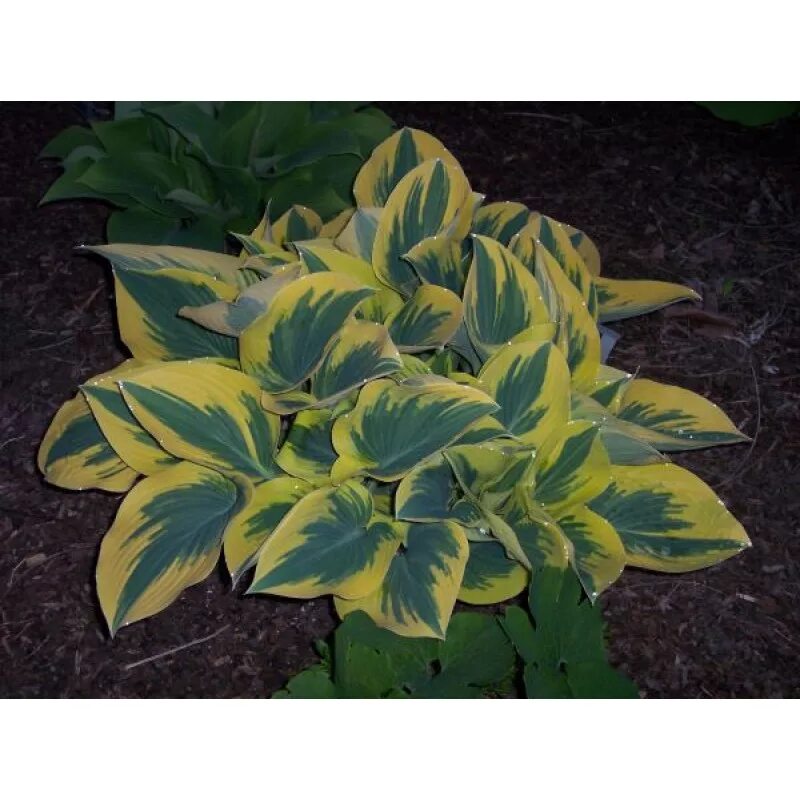 Хоста фест. Хоста фест. Хоста фест. Хоста бен верной 1шт (ис). Ферст форс хоста.