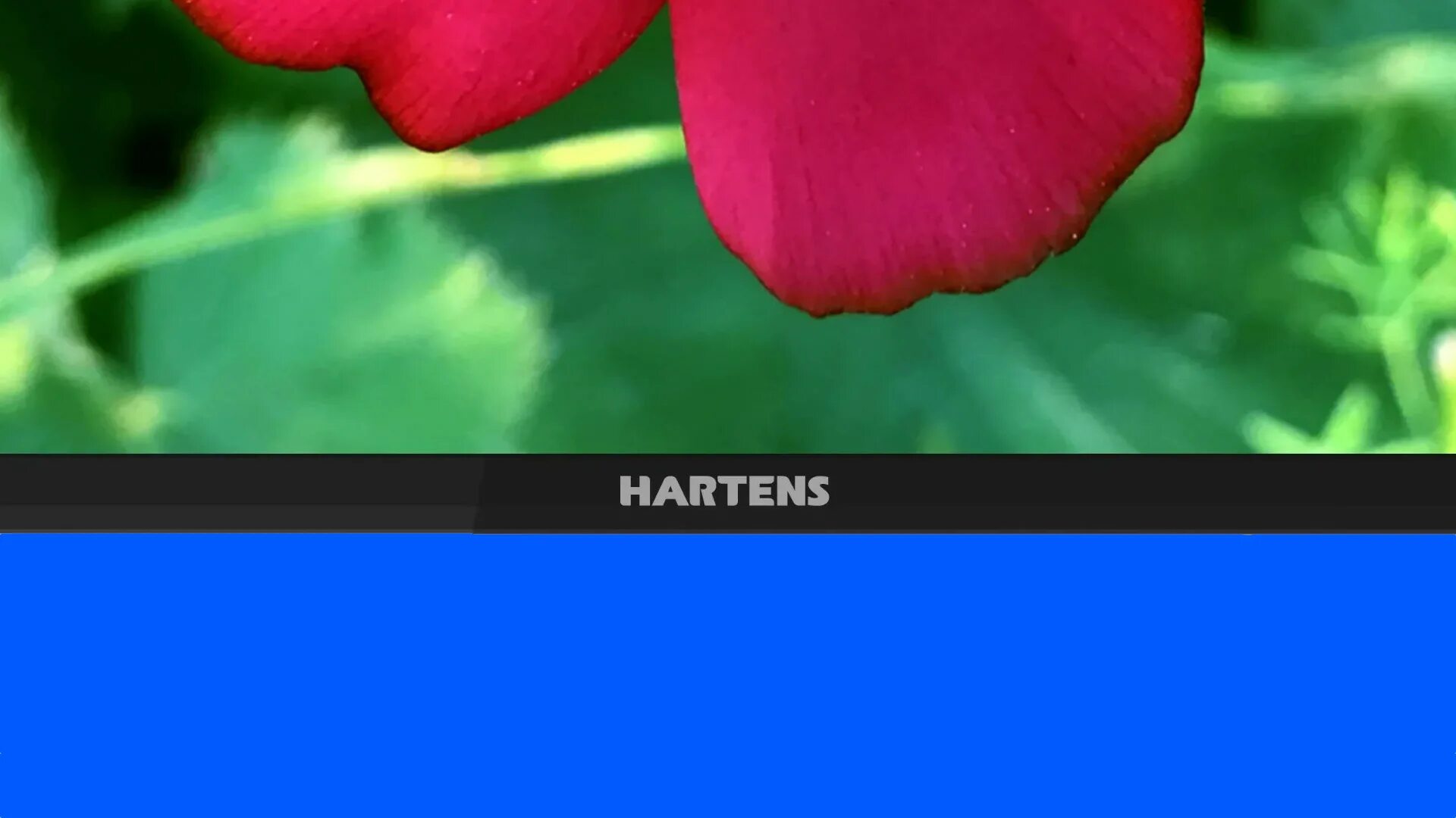 Hartens андроид. Тв хартенс. телевизоры ozon hartens. телевизор hartens обзор. телевизор хартенс 32.
