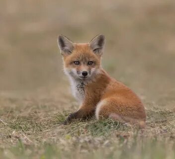 Hot red fox