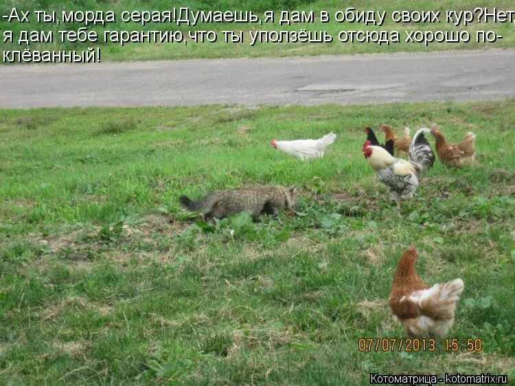 наглая рыжая морда. наглый кот. ах ты наглая морда. мемы с хитрым котом. наглая рыжая морда кота.