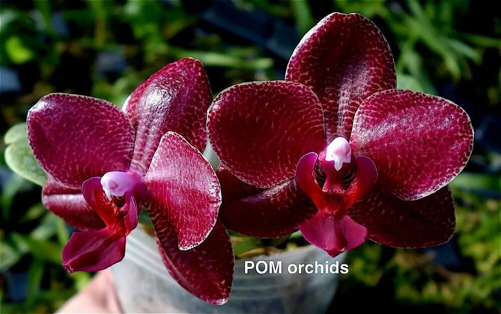 Фаленопсис sun. Фаленопсис mituo sun. Al sun hannover red. Фаленопсис golden sun. Miro mosla фаленопсис.