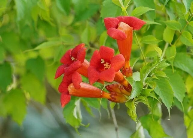Campsis radicans Flamenco - Trumpet Vine Garden vines, Flowering vines, Hummingb
