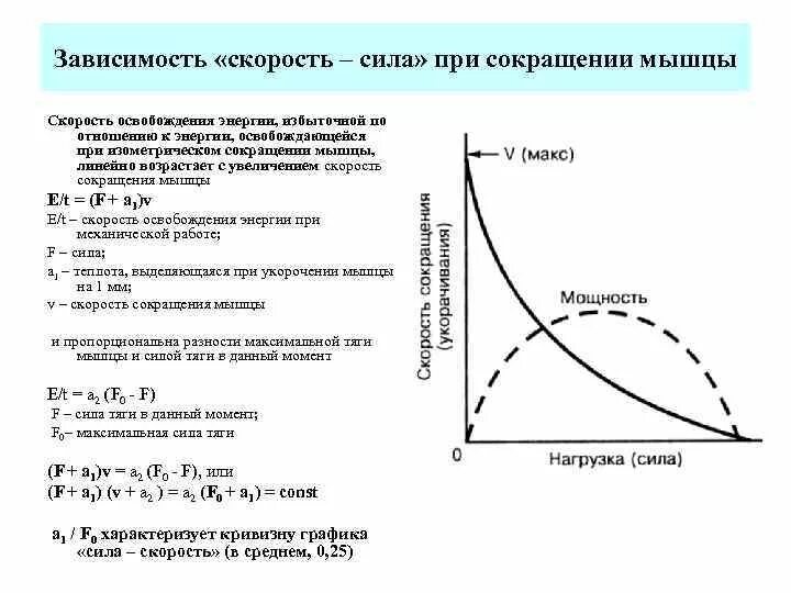 При действии каких сил уменьшение. Зависимость сила скорость мышечного сокращения. График скорость сила мышцы. Зависимость силы и скорости движения физиология. Зависимость силы сокращения от скорости мышечного сокращения.