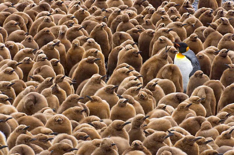 Животный индивид. Выделяется из толпы. Птицы Южная Георгия. Пингвины Южная Георгия. Выделиться.