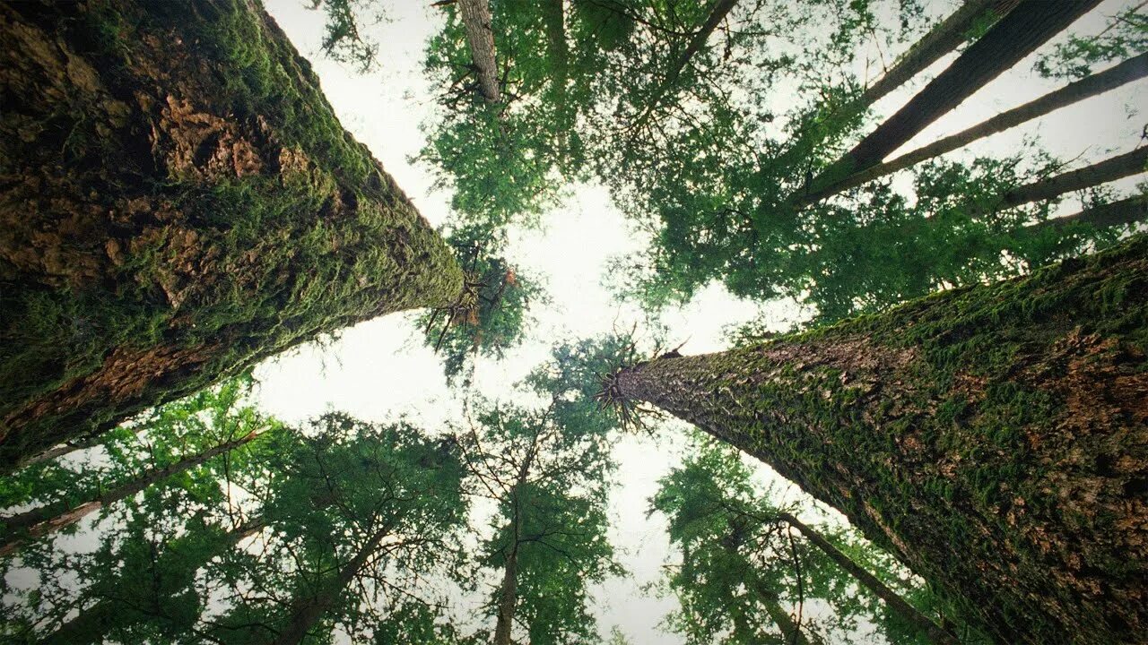 Как разговорить дерево. Дерево общения. 4 дерева. разговор деревьев. хау дерево.