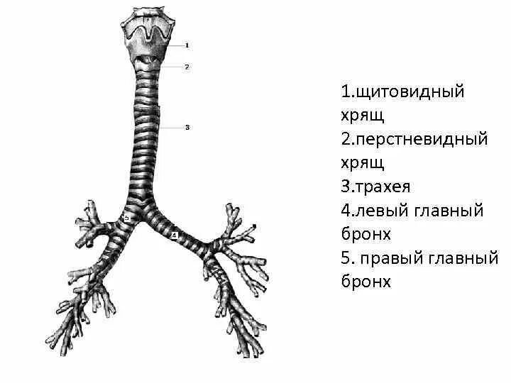 Бронхи на латыни. Трахея и главные бронхи строение. Гортань трахея бронхи строение. Строение трахеи КРС. Трахея анатомия строение.