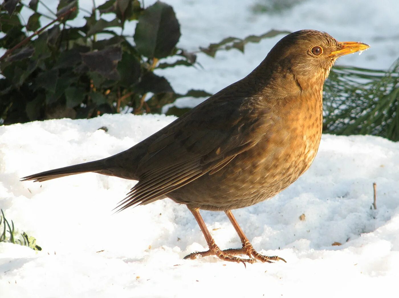 Птица с острым оперением. Turdus Merula самка. Черный Дрозд самка. Черный Дрозд птица самка. Черный Дрозд Перелетная птица.