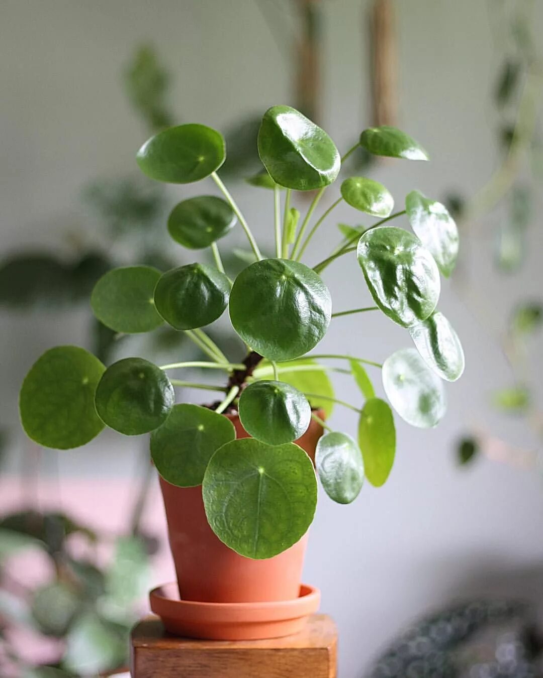 пилея пеперомиелистная. пилея пеперомиевидная. пеперомия пилея. пилея пеперомиелистная. пилея пеперомиевидная цветет.