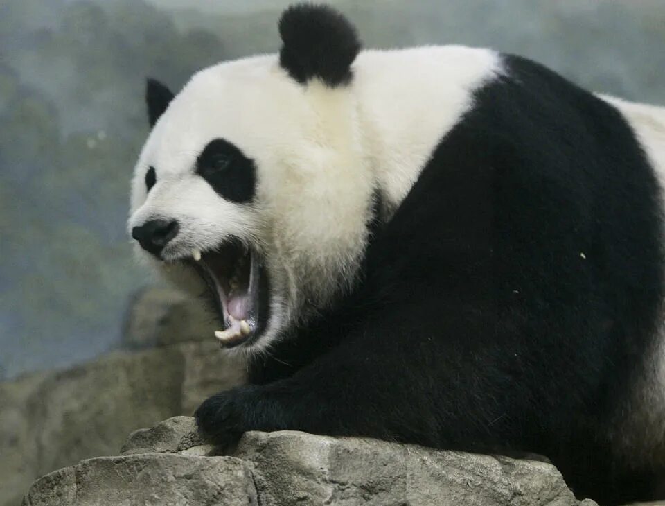 Большая панда катюша. Злая Панда. Агрессивная Панда. Панда Катя. Сильная Панда.