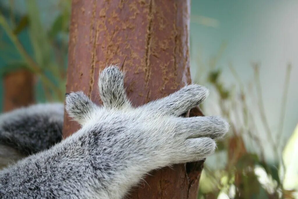 Коала рука. Лапа коалы. Когти коалы. Коала на руках. Пальцы коалы.