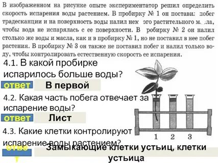 Процессы растений 6 класс впр