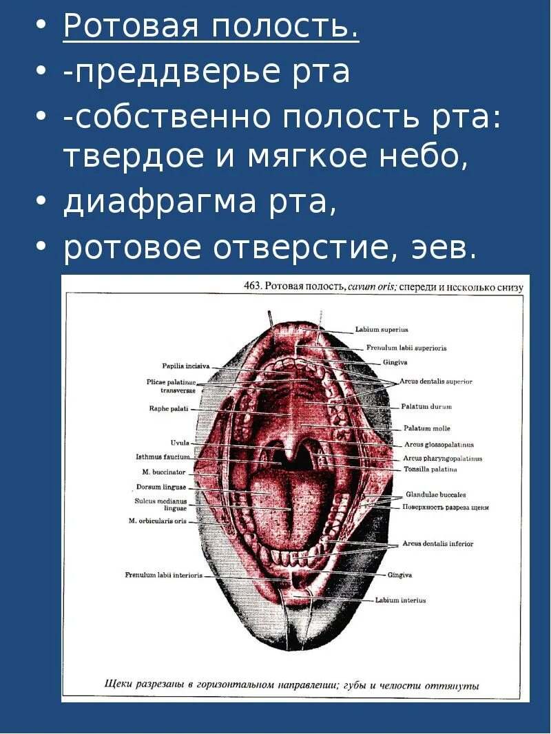 Строение ротовой полости преддверие рта. Собственно полость рта ограничена снизу. собственно ротовая полость. строение преддверия рта. слюстевенно полость риа.