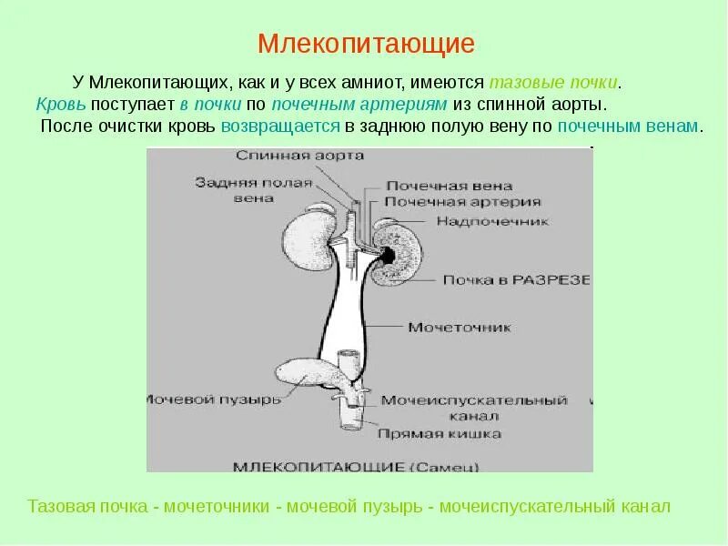 Какие почки у млекопитающих. Почка это выделительная система у млекопитающих. Система органов выделения млекопитающих. Выделительная система млекопитающих схема. Строение почек млекопитающих.