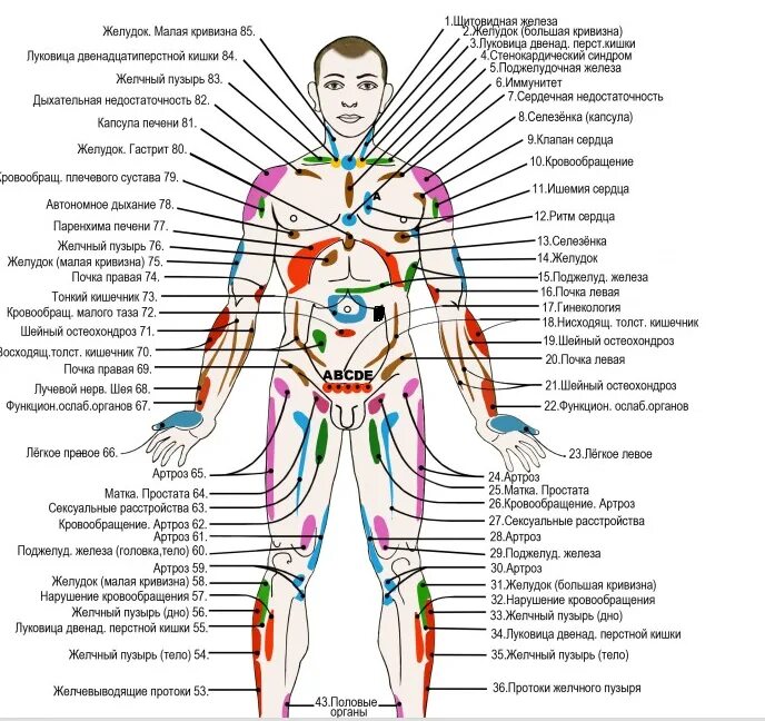 Какие органы у человека с левой
