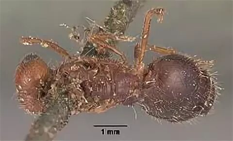 Solenopsis geminata
