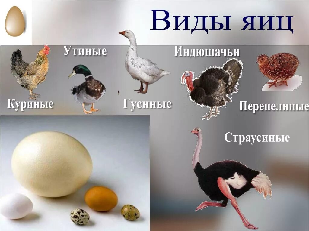 виды яиц. яйцо жизни. виды яиц в питании. яйца для презентации. яйца для презентации.