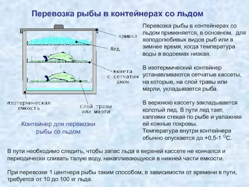 Срок хранения живой рыбы. Транспортировка рыбы. Перевозка живой рыбы. Хранение и транспортировка живой рыбы. Условия перевозки живой рыбы.