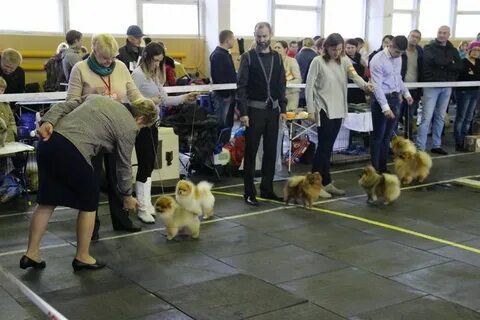 Собаки брянск