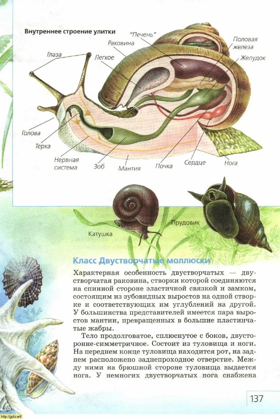 Наружное строение улитки. Внутреннее строение улитки прудовика. Строение виноградной улитки. Внешнее строение виноградной улитки. Строение улитки ахатины.