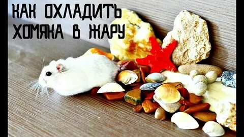 Когда будет листинг у хомяка