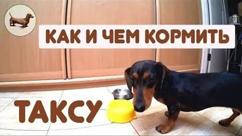 Чем кормить таксу